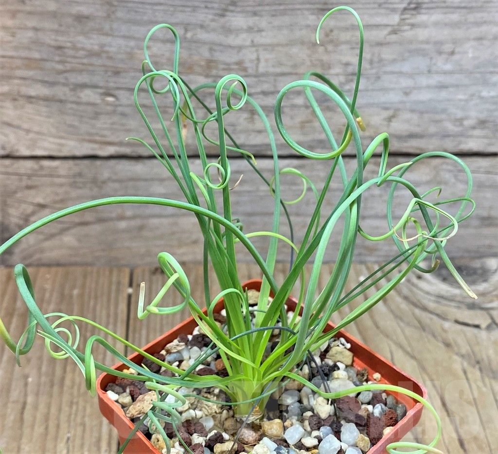 SHPR38812 Albuca spiralis