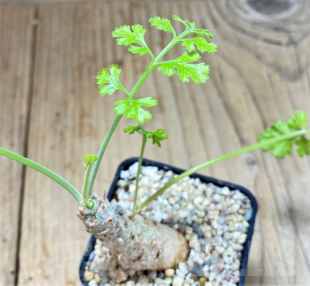 SHPR14672 Pelargonium crithmifolium