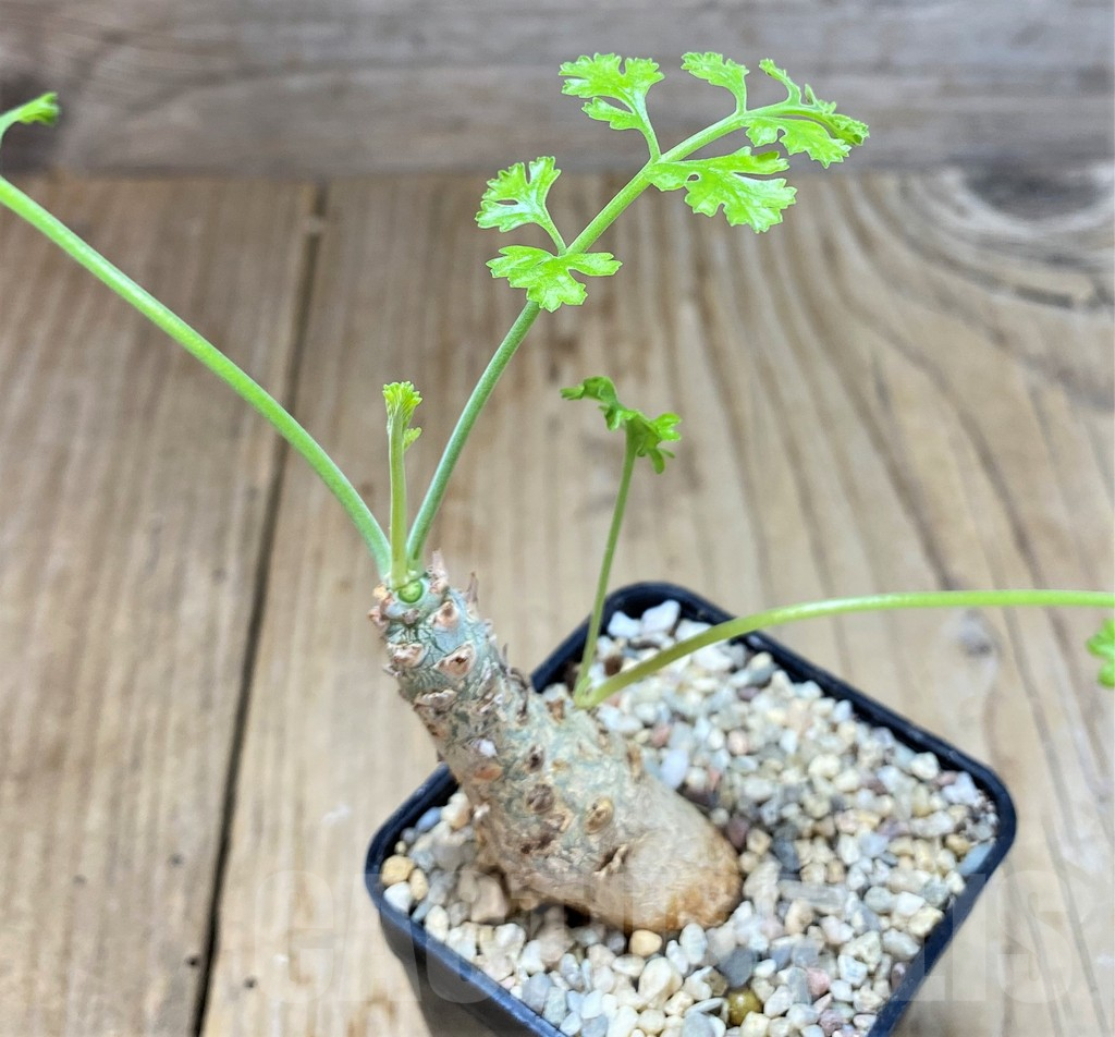 SHPR14672 Pelargonium crithmifolium - Image 2