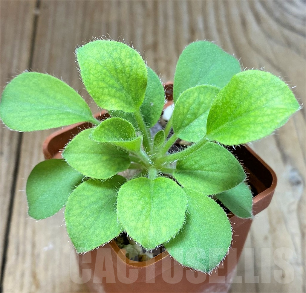 SHPR38813 Pelargonium proliferum