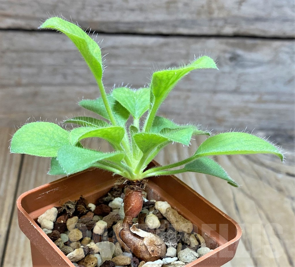 SHPR38813 Pelargonium proliferum - Image 2