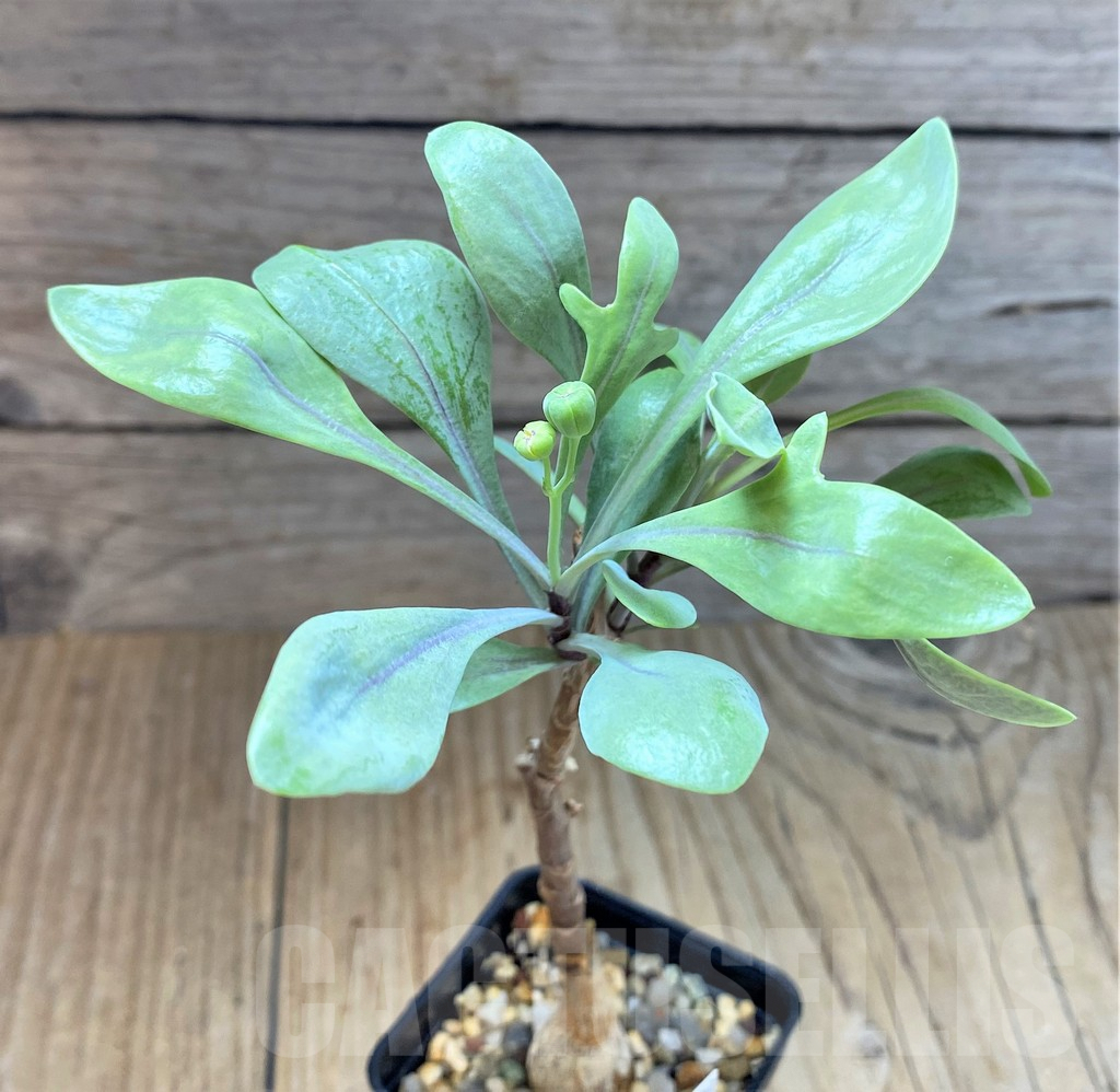 SHPR14677 Othonna pachypoda