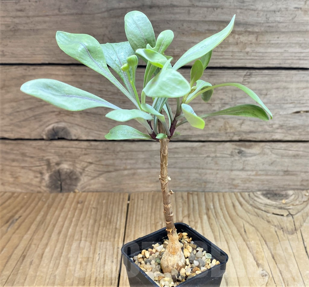 SHPR14677 Othonna pachypoda - Image 2