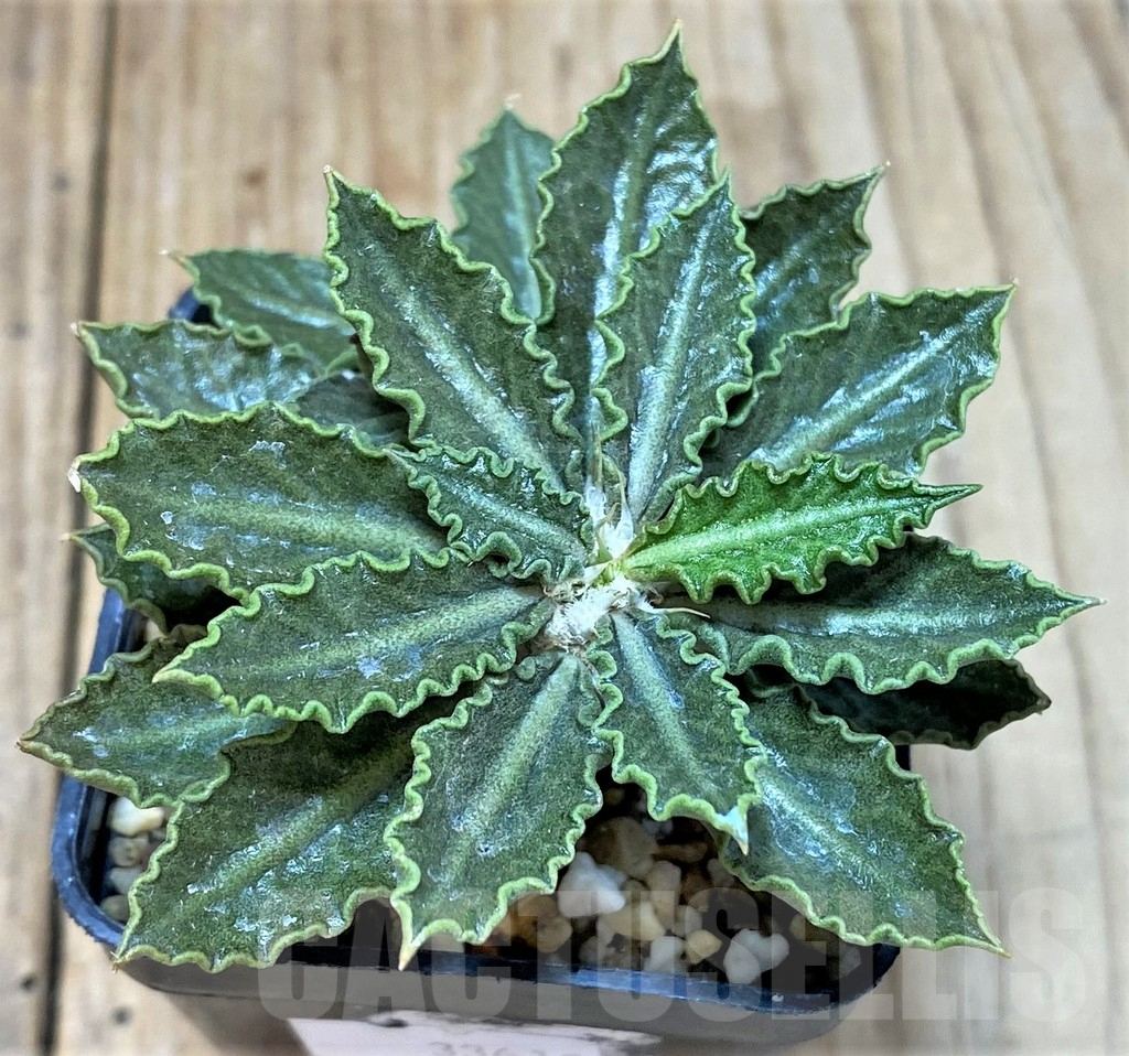 SHPR38811 Euphorbia tulearensis