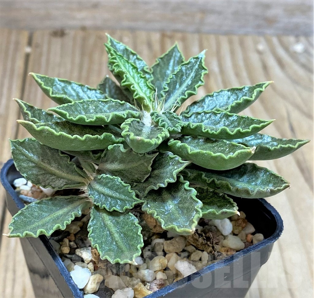 SHPR38811 Euphorbia tulearensis - Image 2