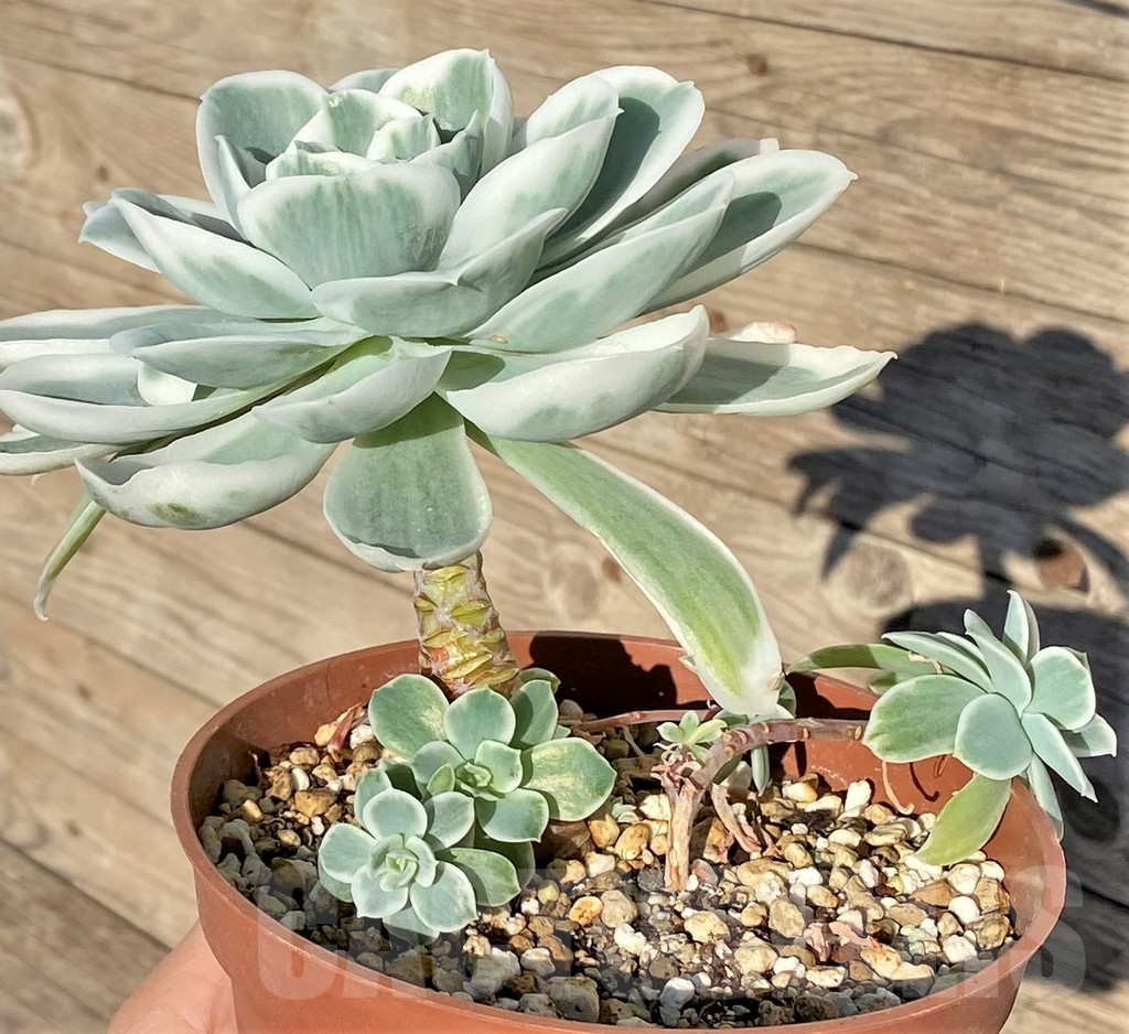 SHPR38816 Echeveria ‘Lemon Lime’ - Obrázek 3