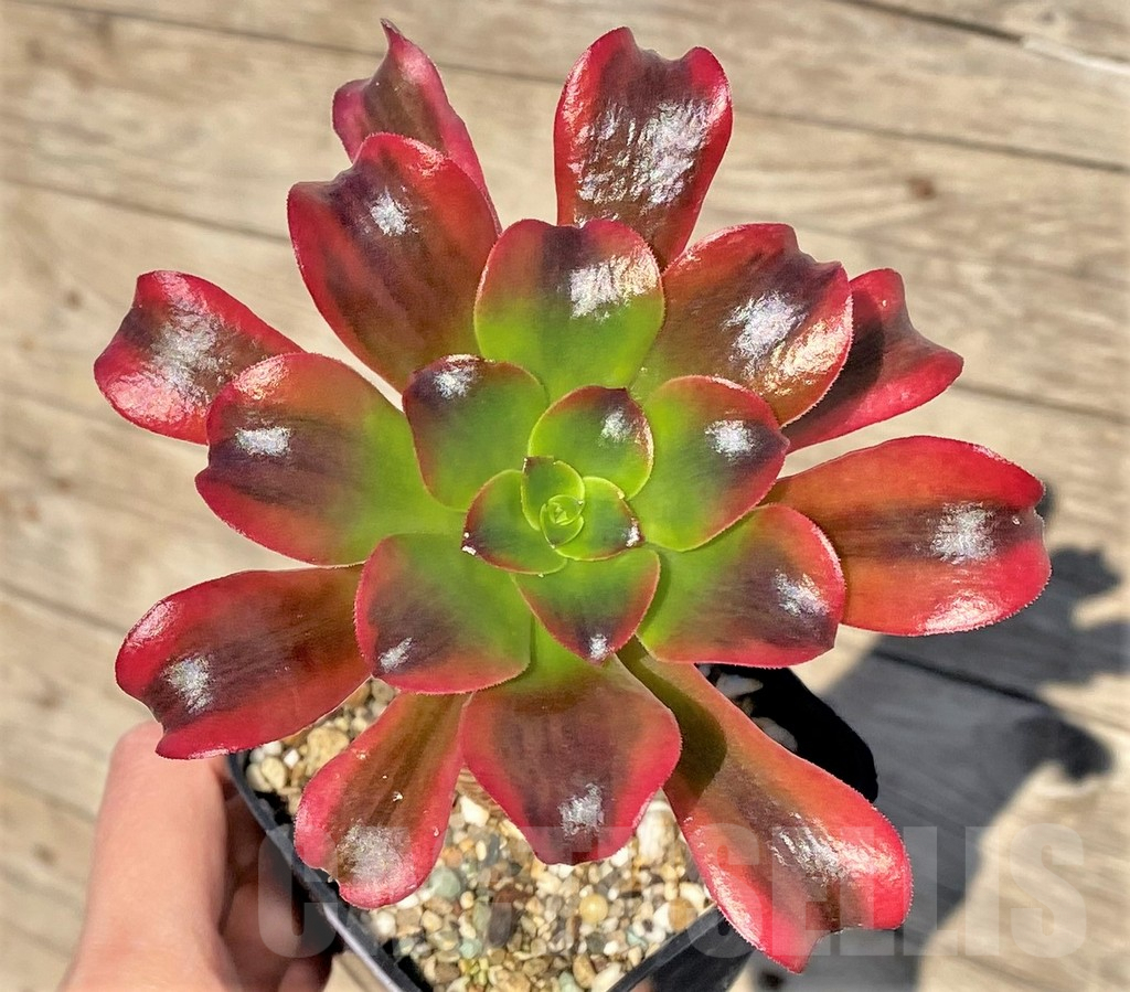 SHPR38845 Aeonium sp.