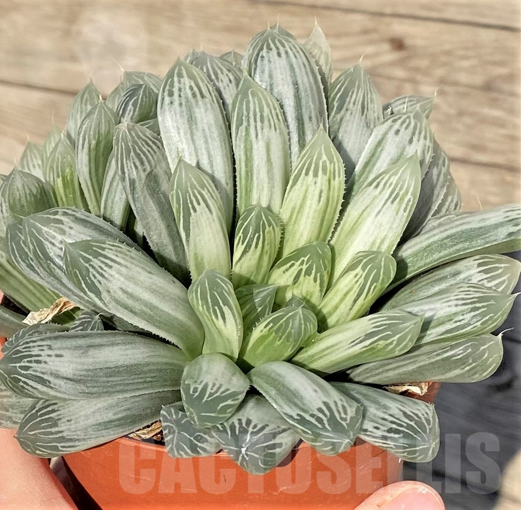 SHPR38847 Haworthia cooperi f. variegata - immagine 2