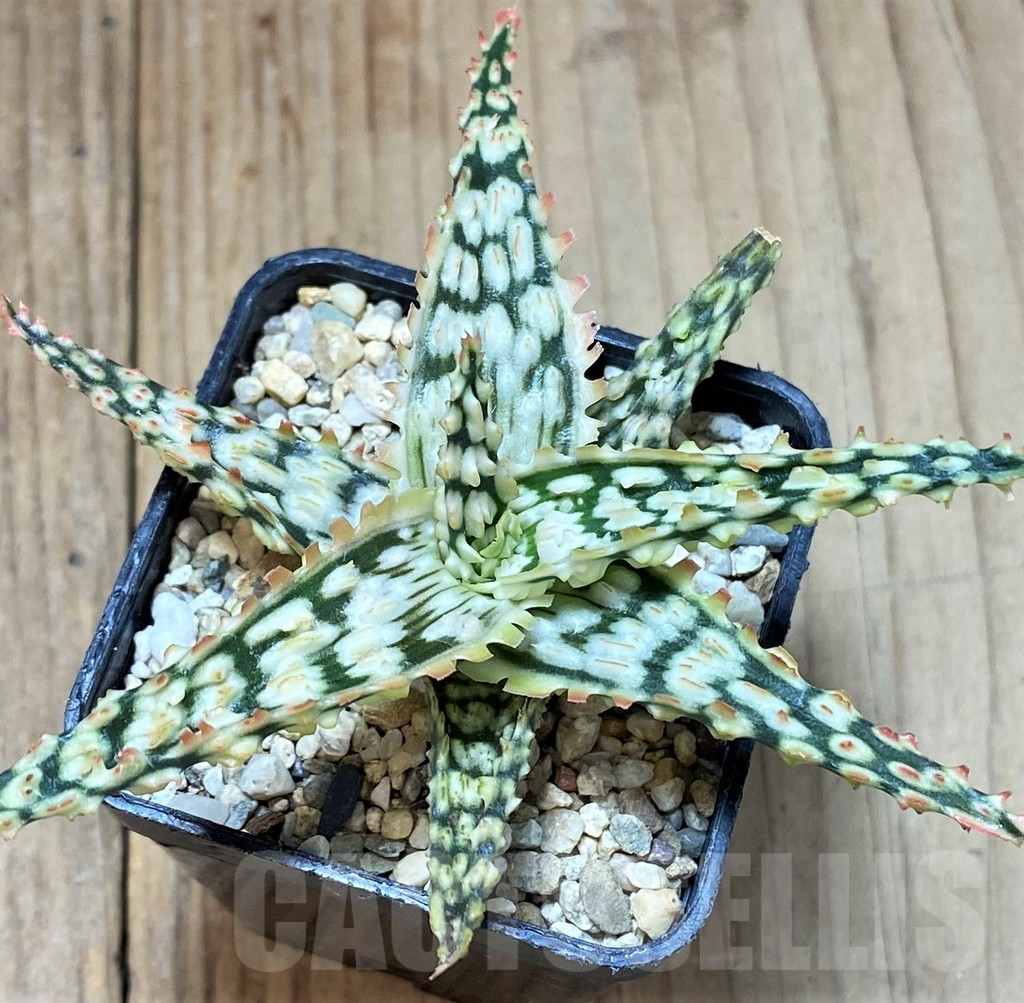 SHPR38850 Aloe TCT hybrid - immagine 2