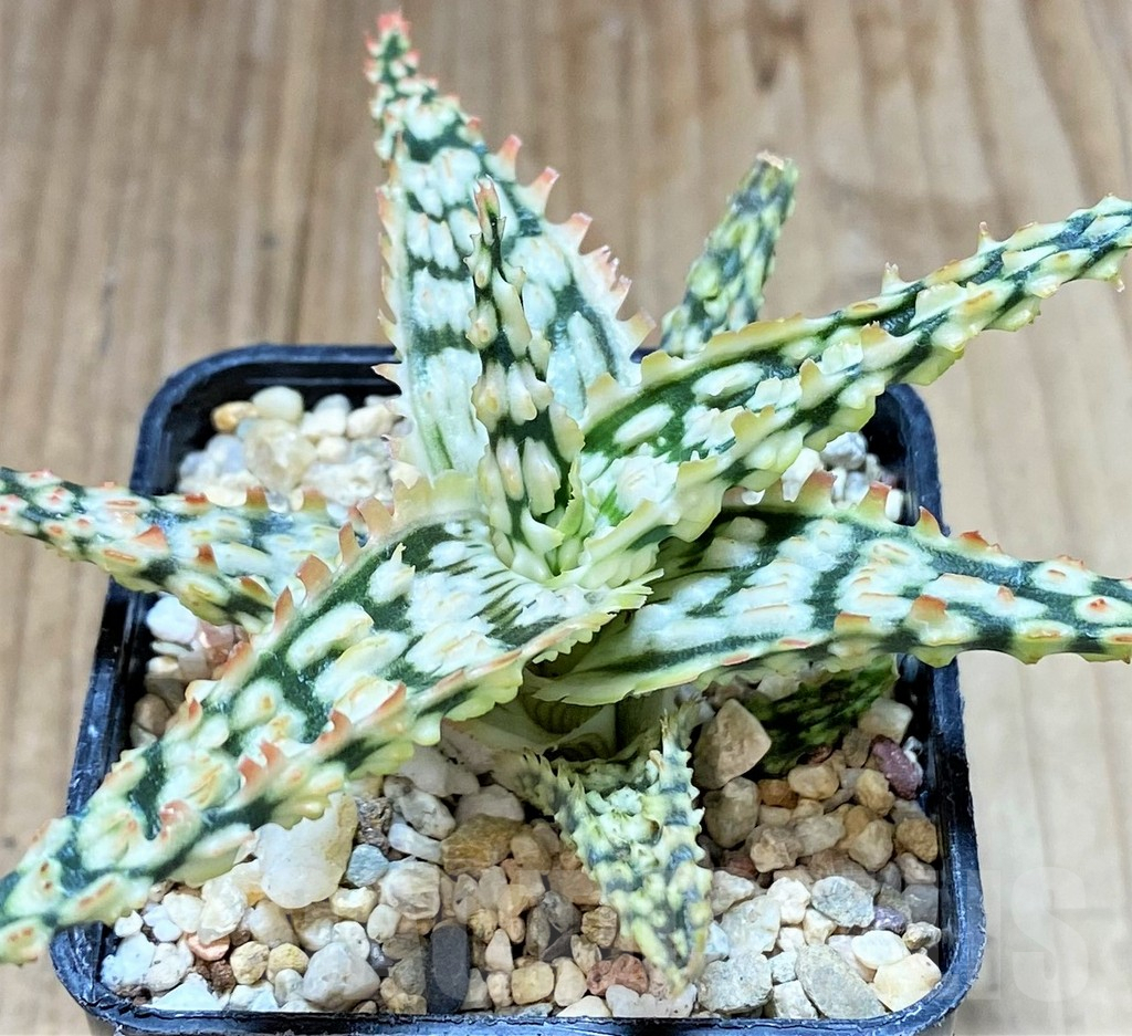 SHPR38850 Aloe TCT hybrid
