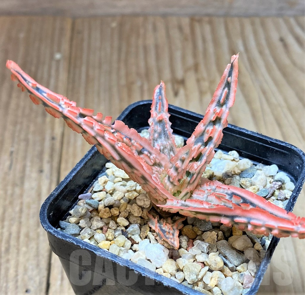 SHPR38852 Aloe TCT hybrid - Imagen 2