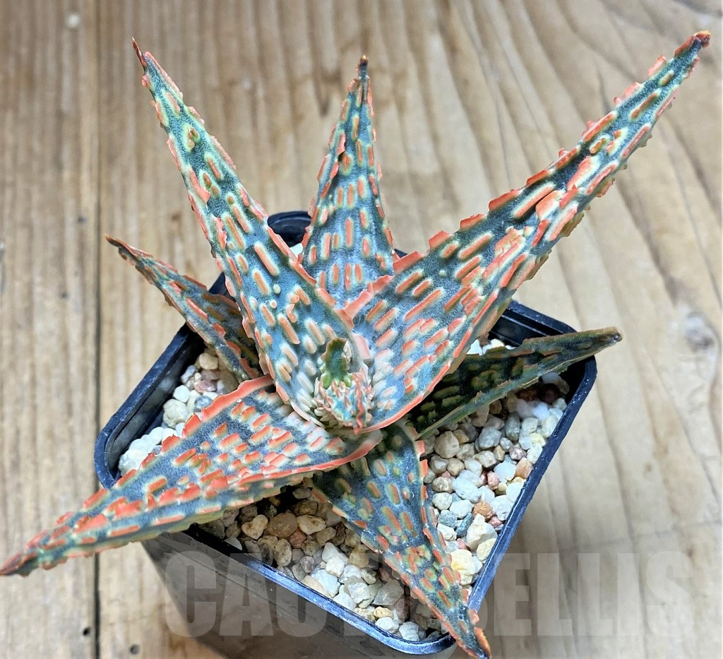 SHPR38853 Aloe TCT hybrid – Bild 2