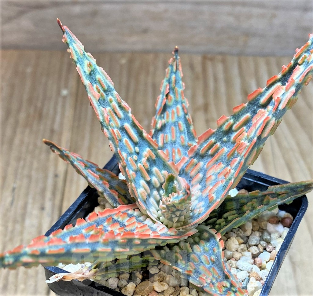 SHPR38853 Aloe TCT hybrid