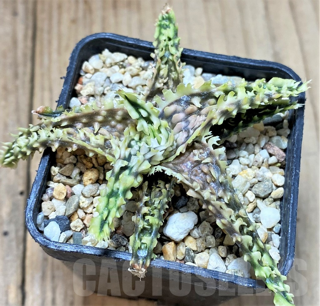 SHPR38854 Aloe TCT hybrid – Bild 2