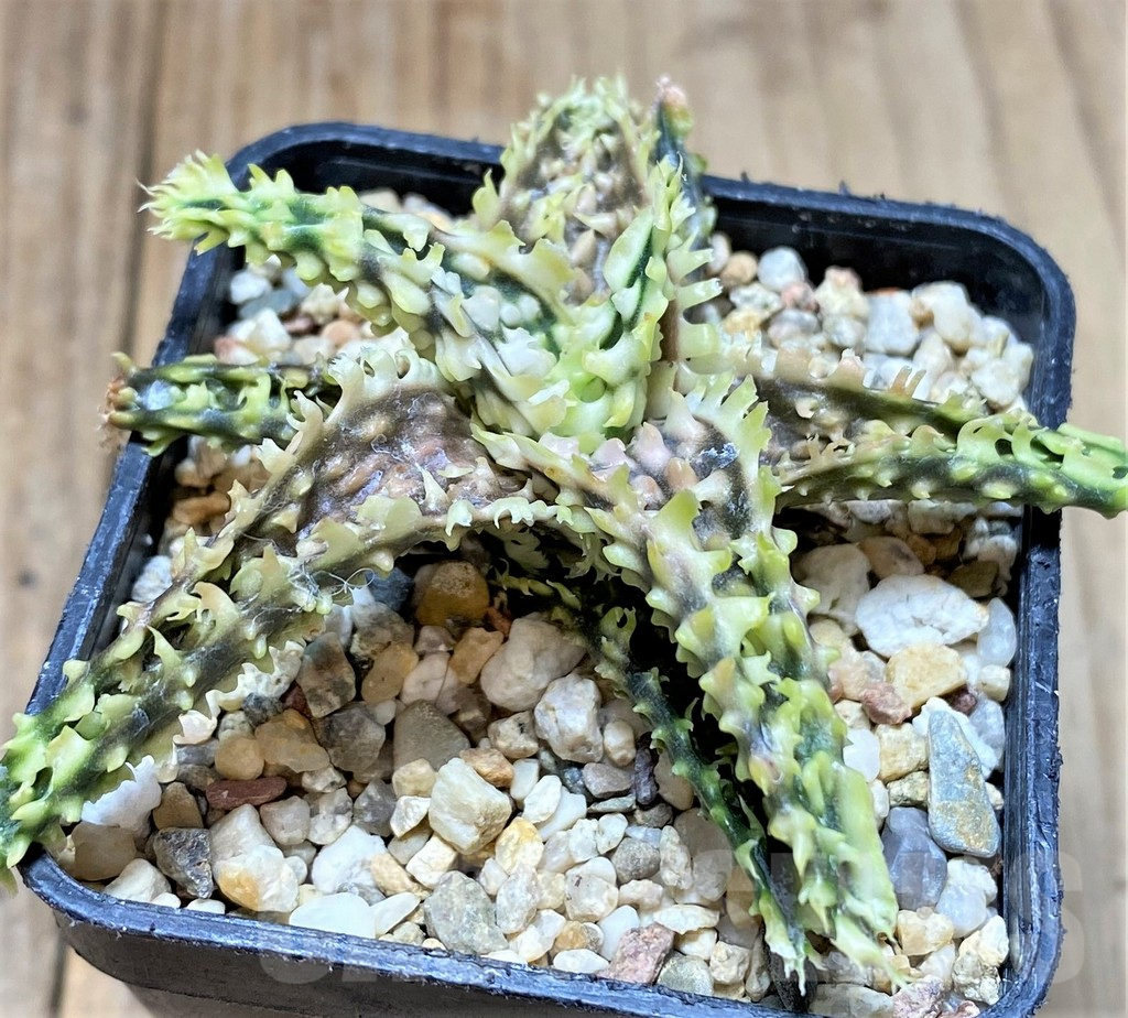 SHPR38854 Aloe TCT hybrid