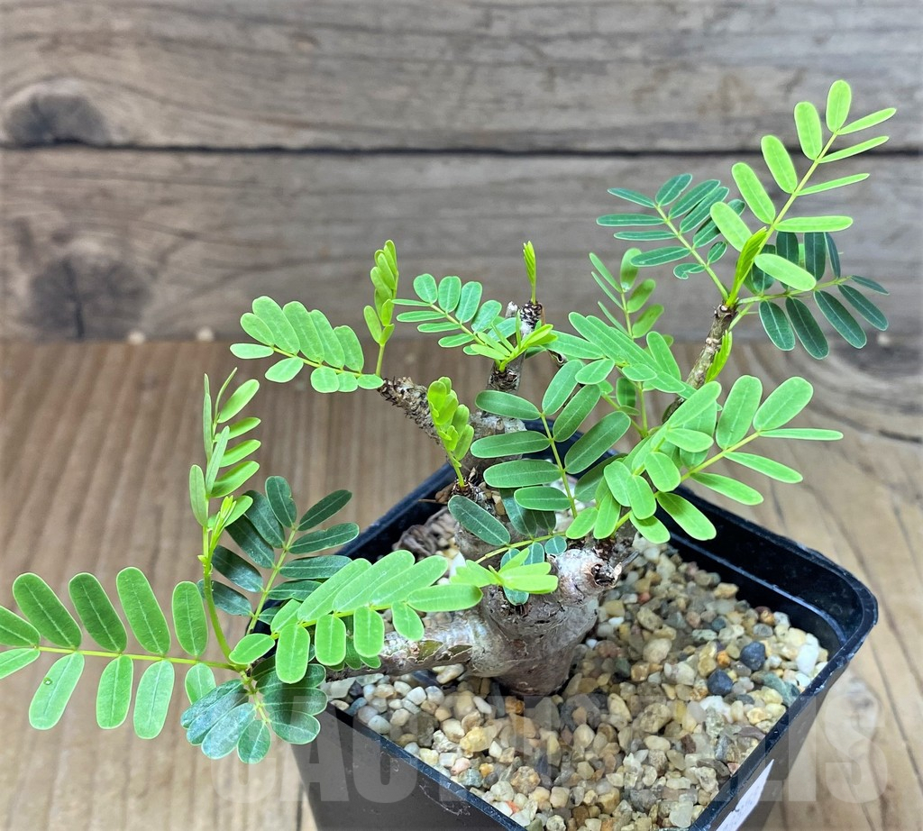 SHPR38858 Senna meridionalis