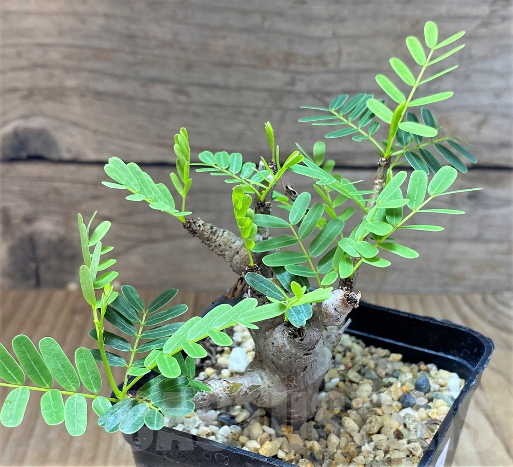 SHPR38858 Senna meridionalis - Image 2