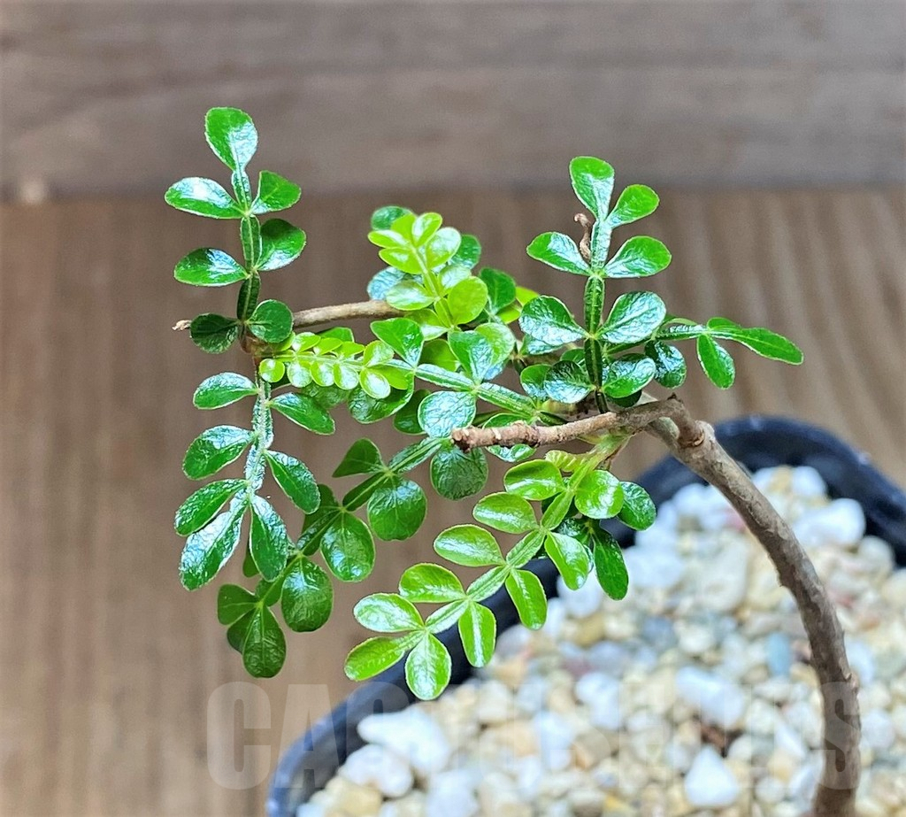 SHPR38859 Operculicarya decaryi