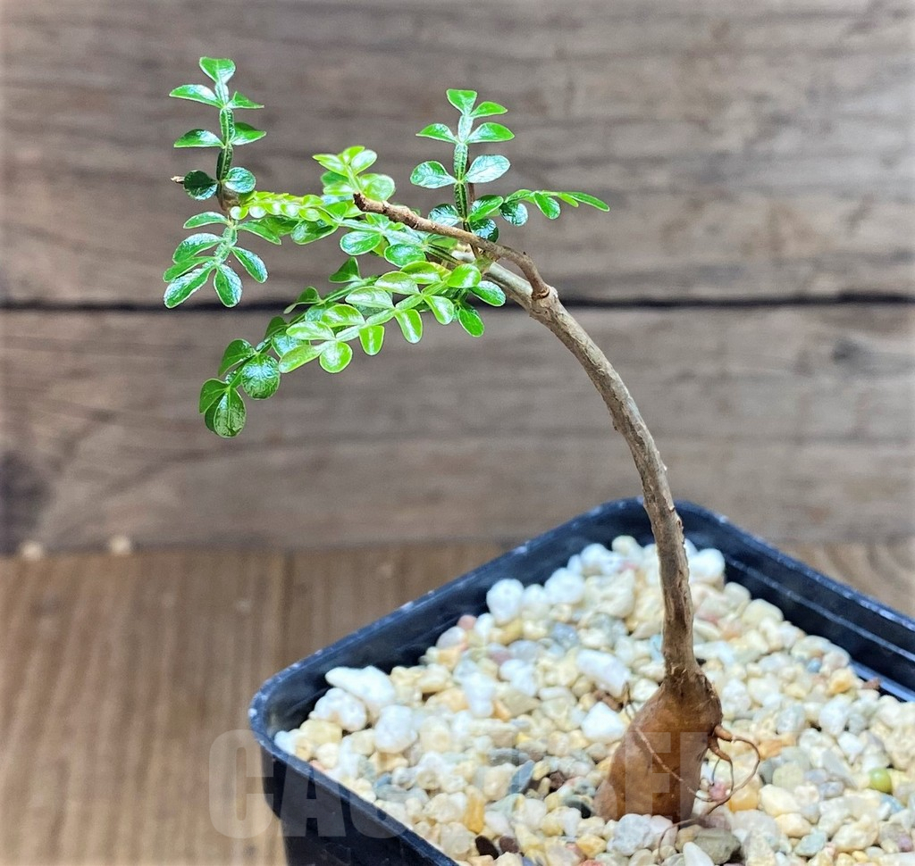 SHPR38859 Operculicarya decaryi - immagine 2