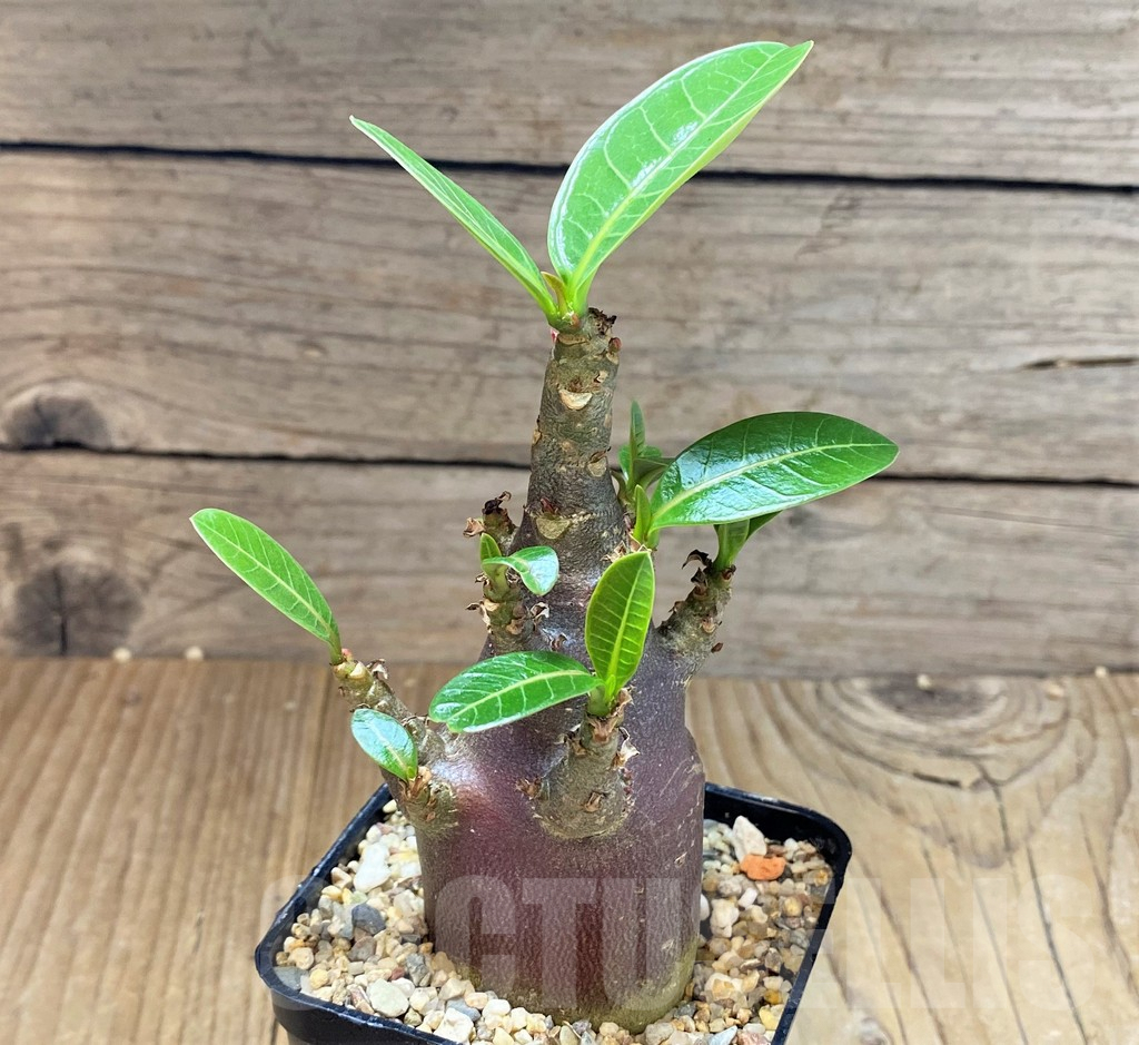 SHPR38860 Adenium arabicum ‘Black form’ - Obrázek 2