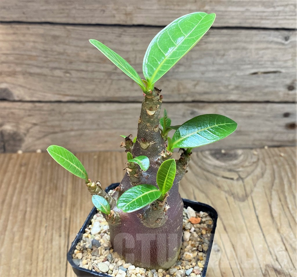 SHPR38860 Adenium arabicum ‘Black form’