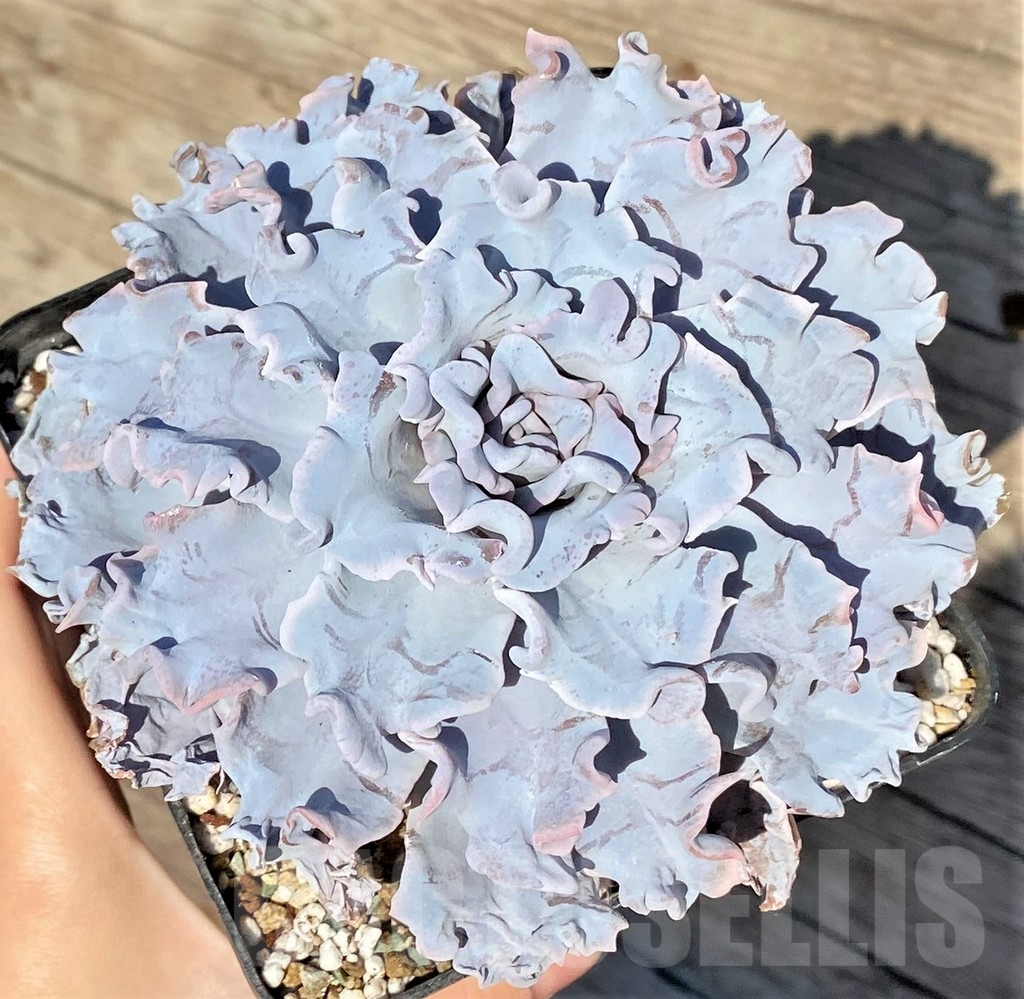 SHPR38818 Echeveria 'Ballet Dancer'