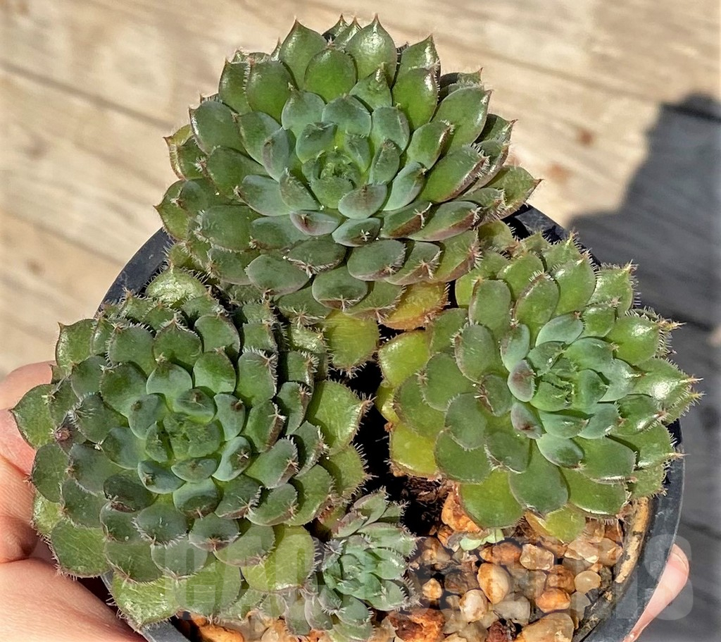 SHPR38819 Echeveria rundelli - immagine 2