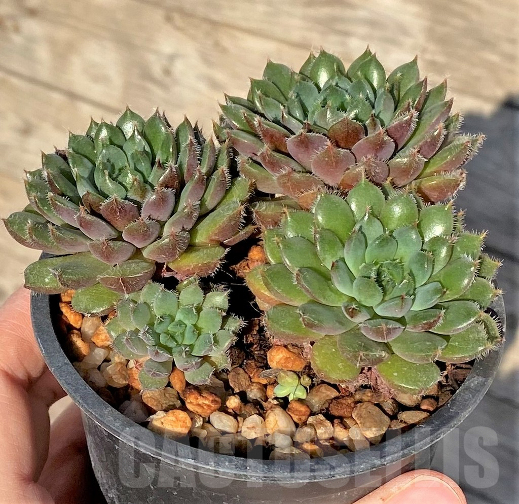 SHPR38819 Echeveria rundelli