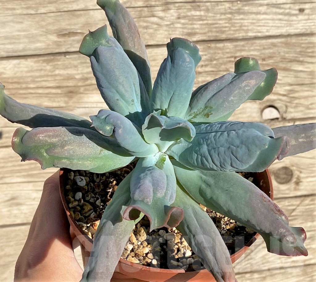 SHPR38814 Echeveria ‘Culibra’