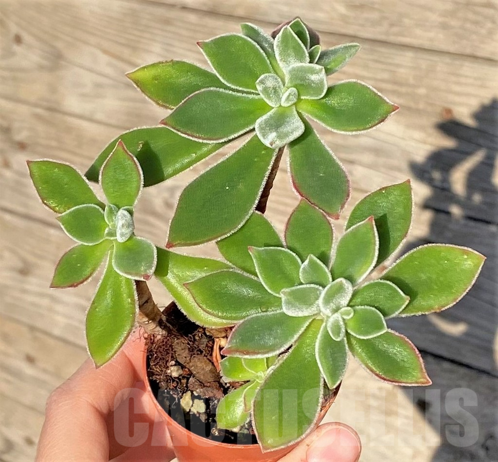 SHPR38820 Echeveria pulvinata - 画像 (3)