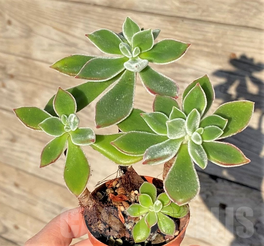 SHPR38820 Echeveria pulvinata - 画像 (2)