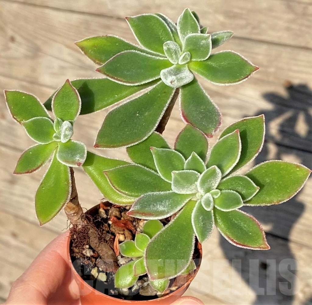 SHPR38820 Echeveria pulvinata