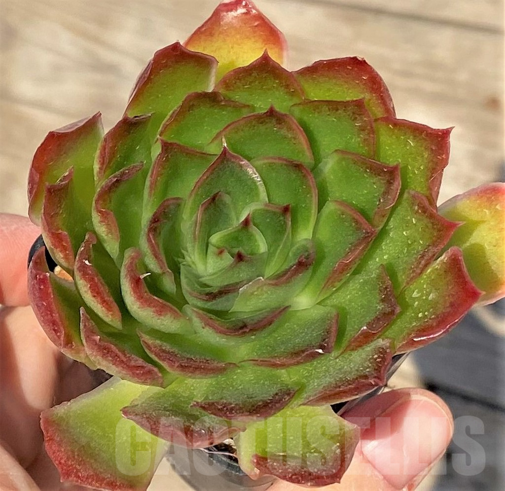 SHPR38822 Echeveria pulidonis hybrid