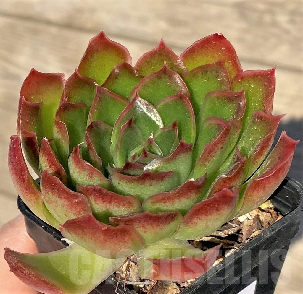 SHPR38822 Echeveria pulidonis hybrid - 画像 (2)