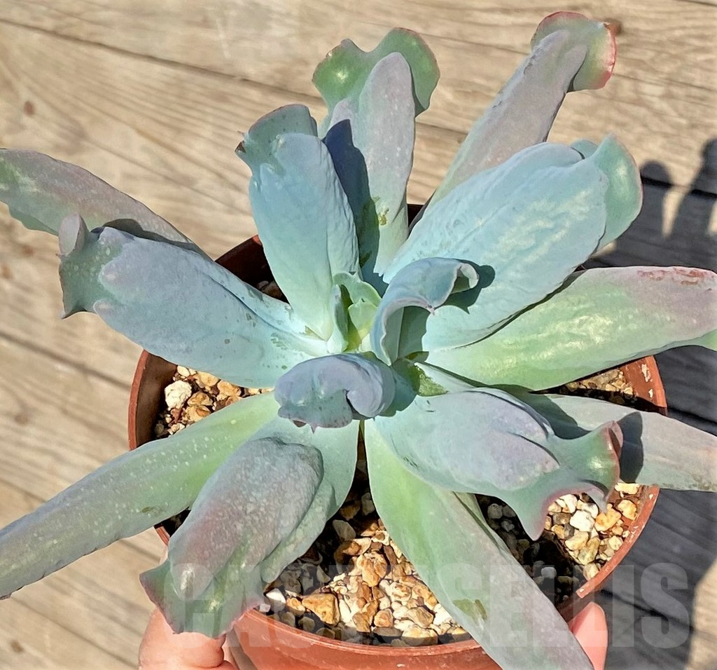 SHPR38814 Echeveria ‘Culibra’ - Зображення 2