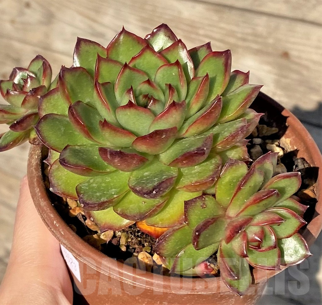 SHPR38823 Echeveria pulidonis hybrid - 画像 (2)