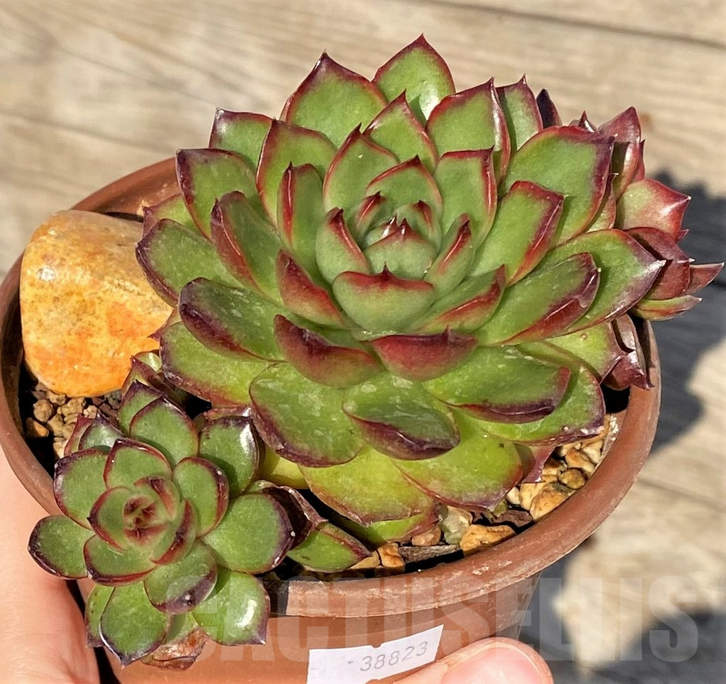SHPR38823 Echeveria pulidonis hybrid