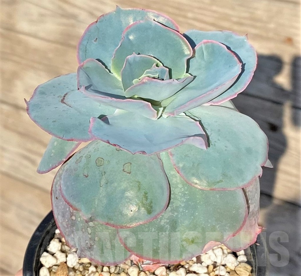 SHPR38824 Echeveria hybrid – Image 2