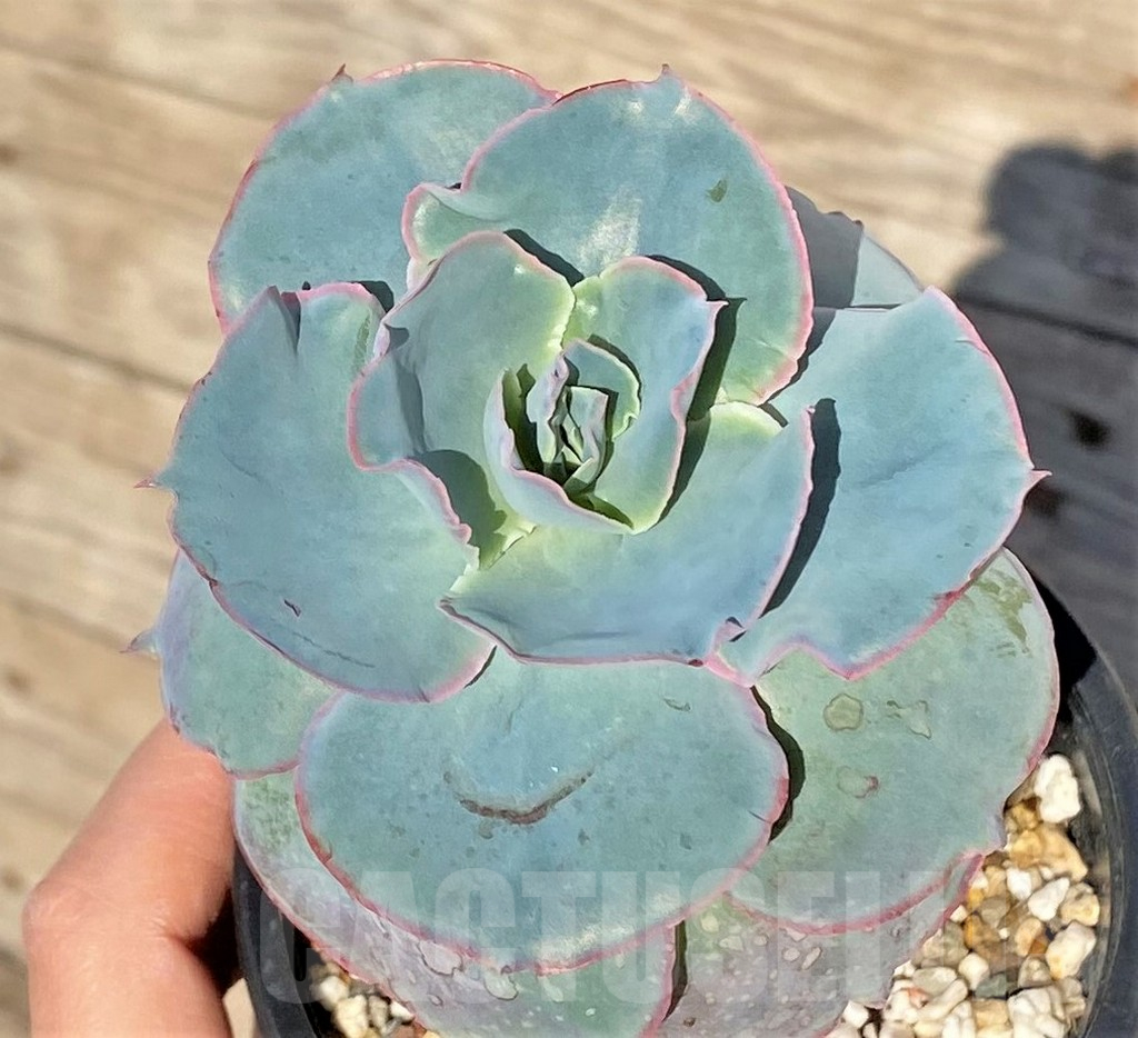SHPR38824 Echeveria hybrid