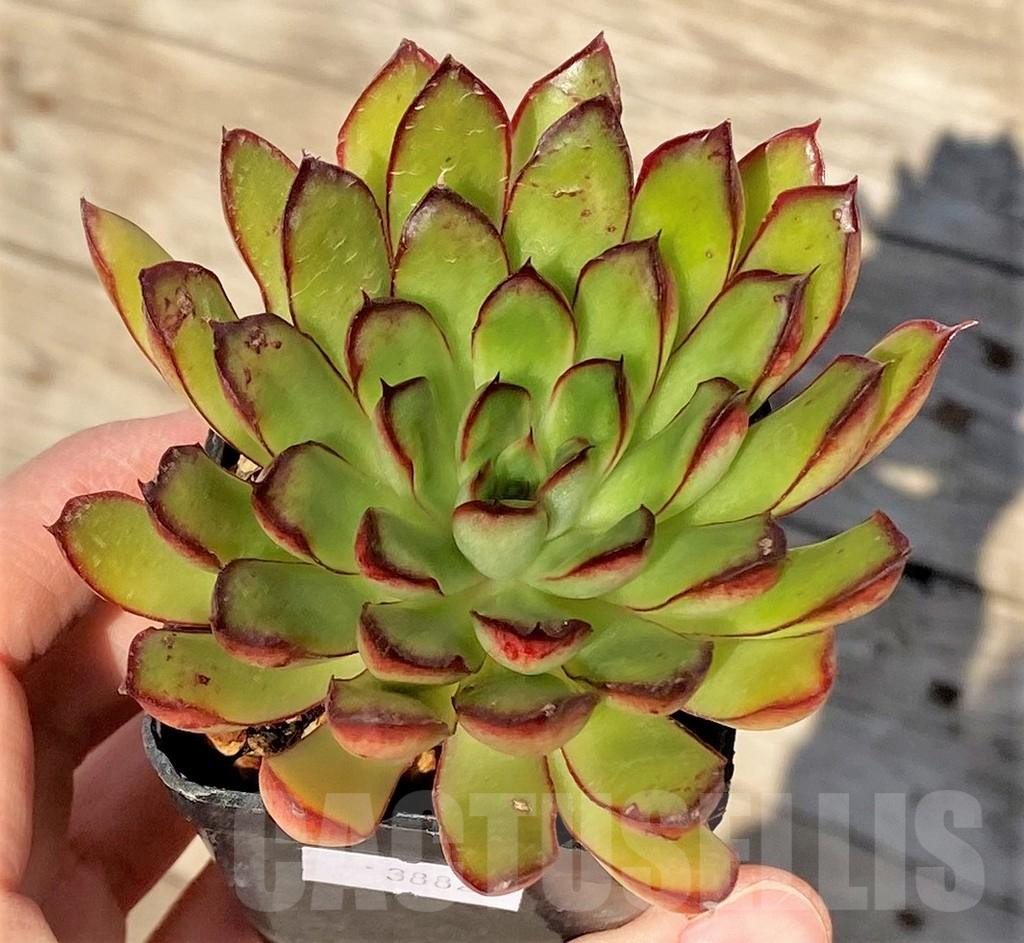 SHPR38825 Echeveria pulidonis hybrid