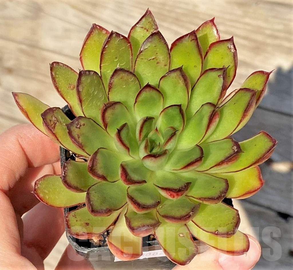 SHPR38825 Echeveria pulidonis hybrid – Image 2