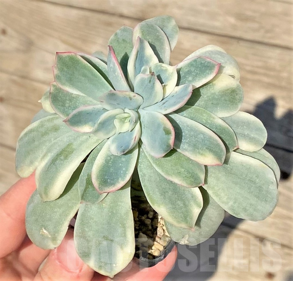 SHPR38827 Echeveria 'Luella' f. variegata