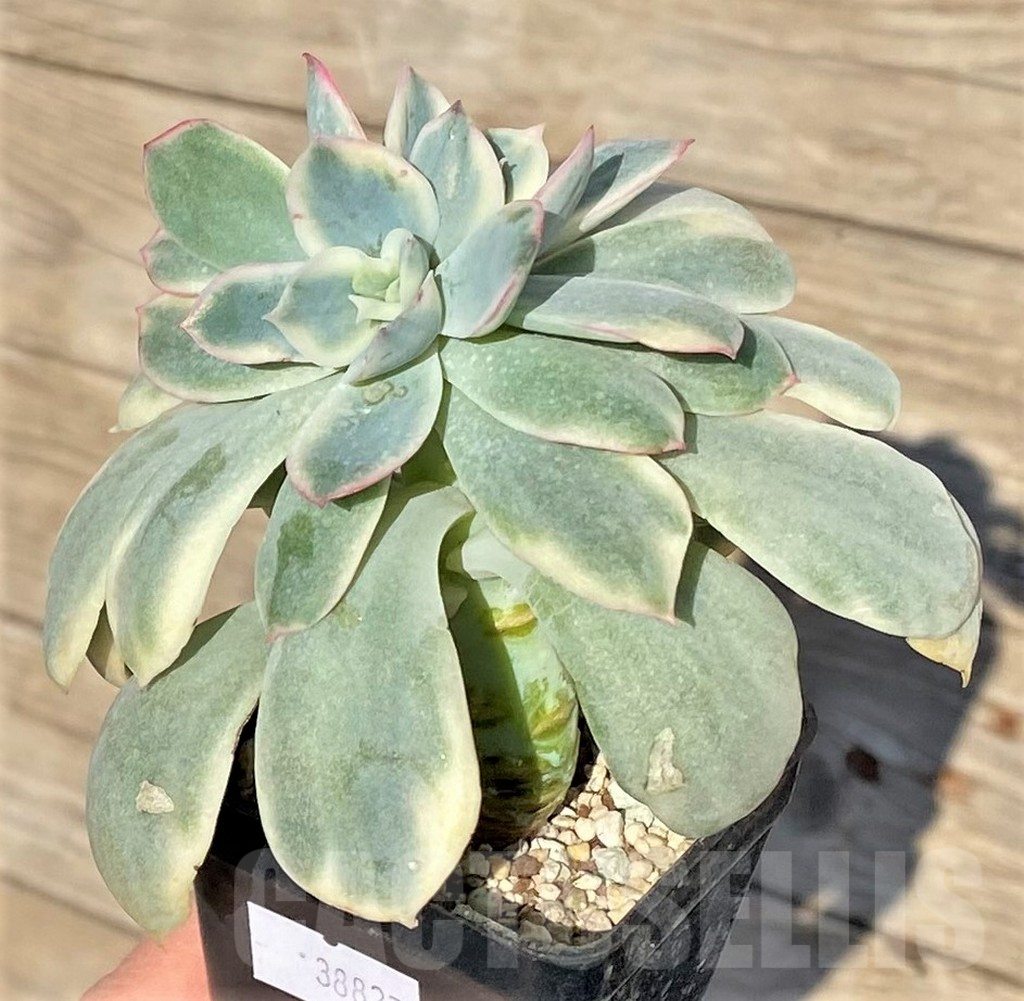 SHPR38827 Echeveria 'Luella' f. variegata – Image 2