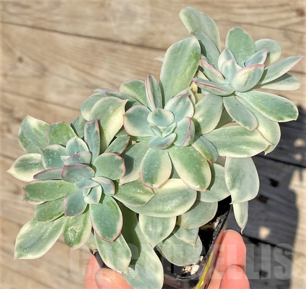 SHPR38828 Echeveria 'Luella' f. variegata – Image 3
