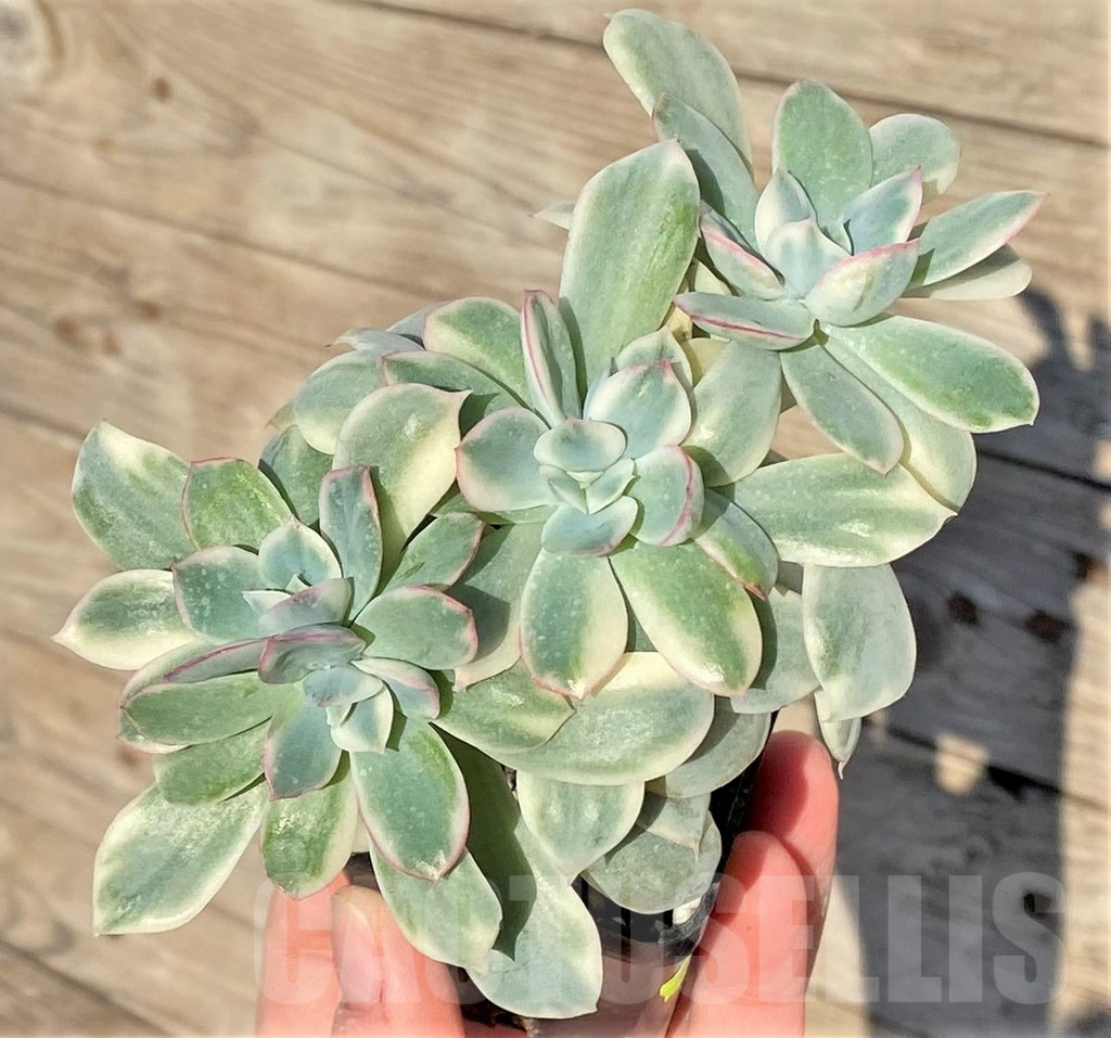 SHPR38828 Echeveria 'Luella' f. variegata