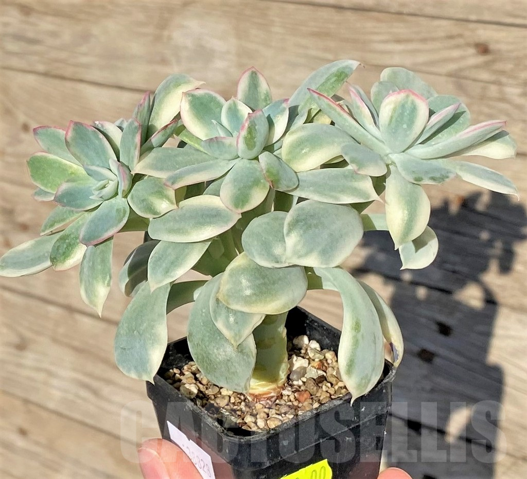 SHPR38828 Echeveria 'Luella' f. variegata – Image 2