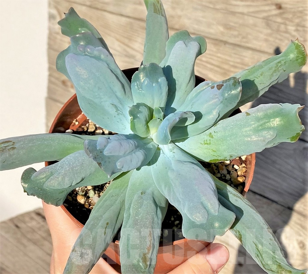 SHPR38815 Echeveria ‘Culibra’ - Зображення 2