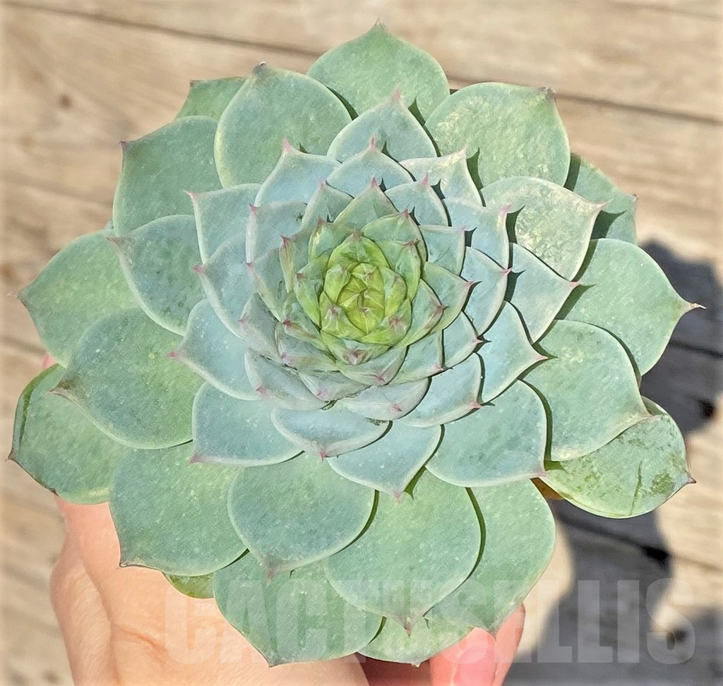 SHPR38832 Echeveria 'Red Velvet'