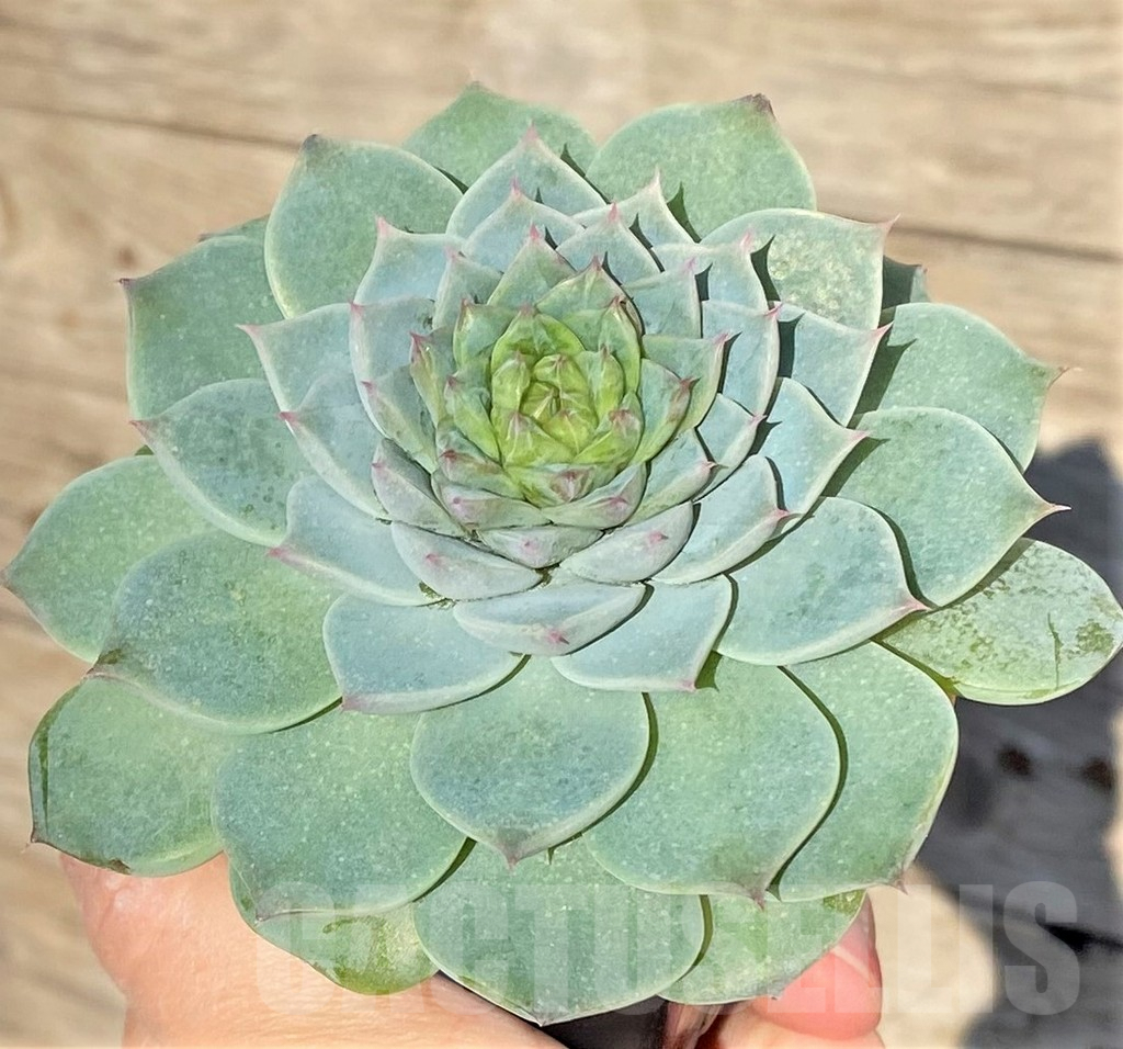 SHPR38832 Echeveria 'Red Velvet' - Imagen 2