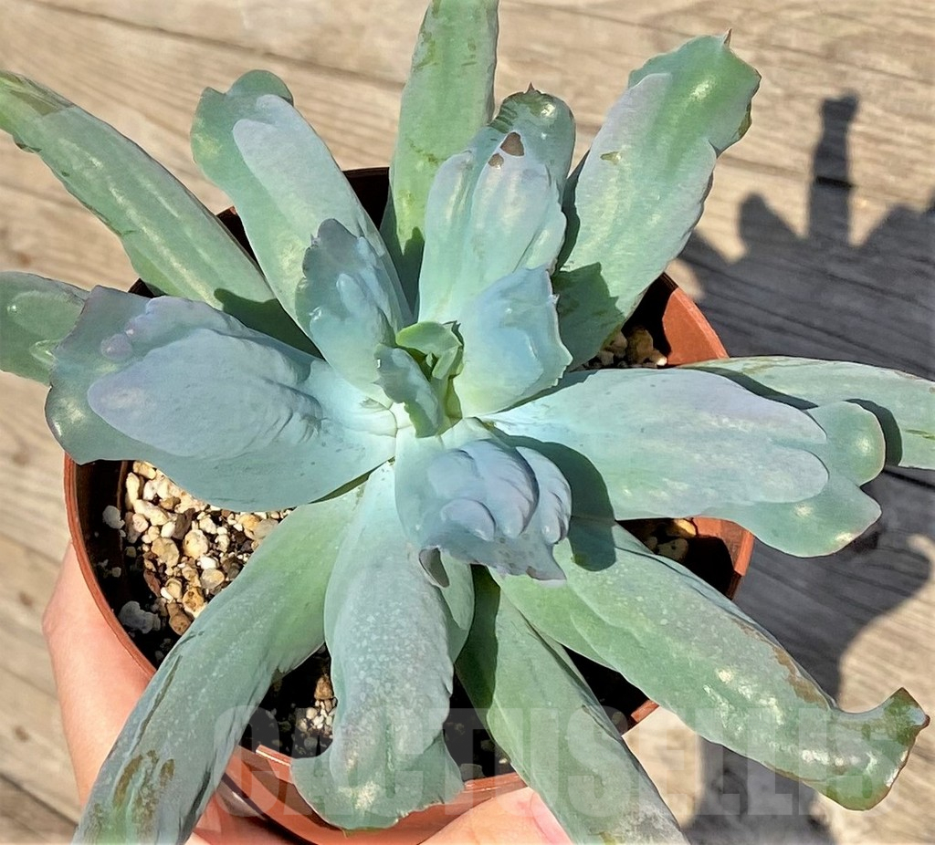 SHPR38815 Echeveria ‘Culibra’